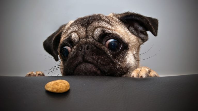 A cookie? For me?!
