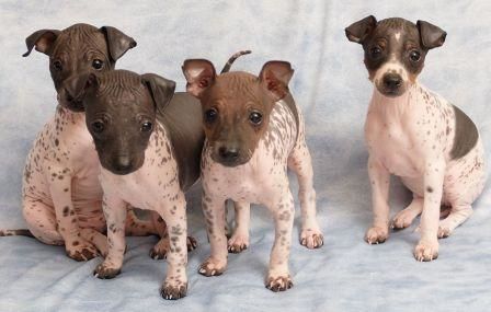 American Hairless Terrier (puppies!)