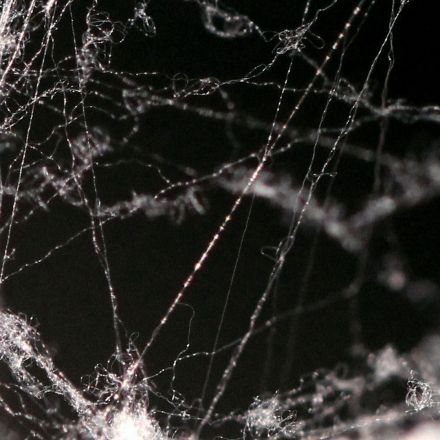 Spider silk is five times stronger than steel—now, scientists know why
