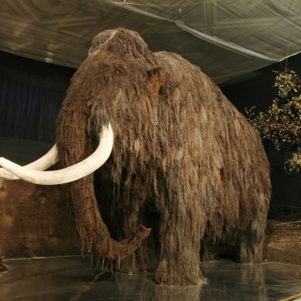 This startup is going to resurrect the mammoth through CRISPR