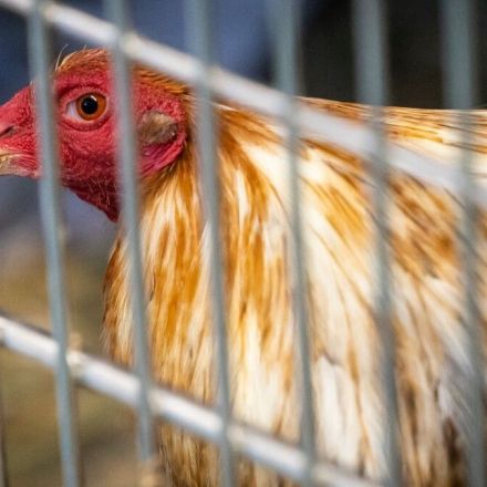 All 32 fighting roosters rescued in Austin have found new homes