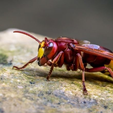 The ‘Lucifer’ Heatwave in Europe Is Reportedly Fuelling Terrifying Wasp Attacks