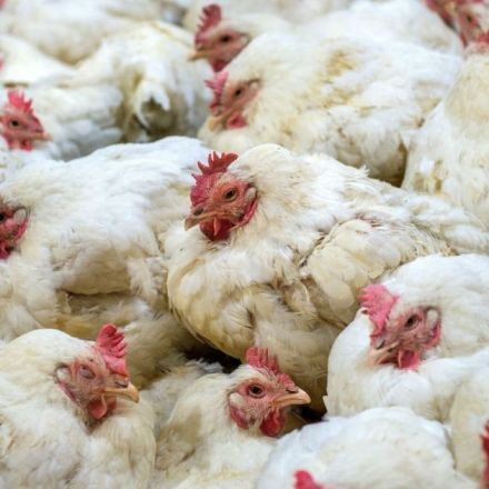 Chicken farms fueled a massive public health crisis—while the government turned a blind eye