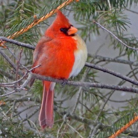 Rare bird: 'Half-male, half-female' cardinal snapped in Pennsylvania