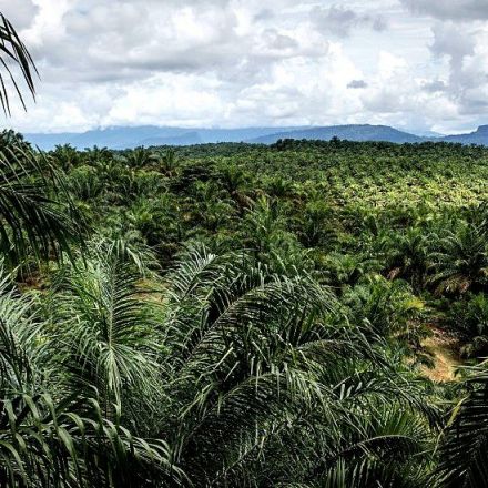 A palm oil alternative could help save rainforests