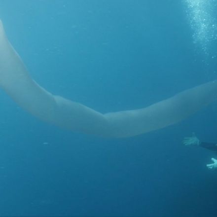 Divers encounter bizarre, 26-foot-long sea worm
