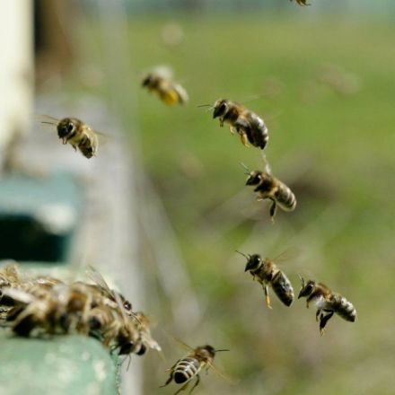 Bees are facing yet another existential threat