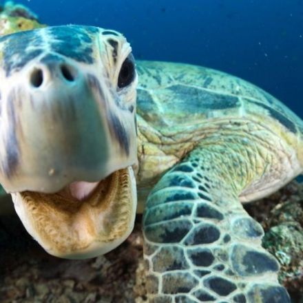 22 things you need to know about Blue Planet II