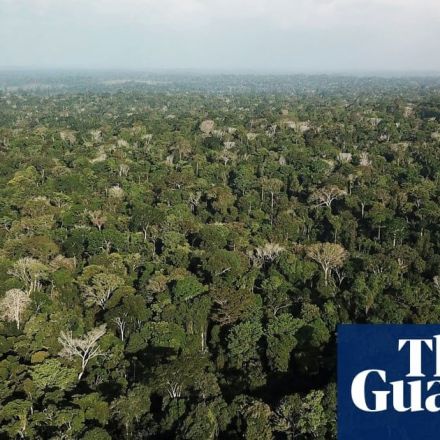 Shorter lifespan of faster-growing trees will add to climate crisis, study finds
