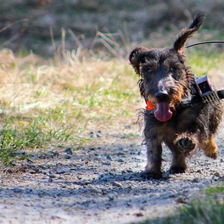 Dogs may use Earth’s magnetic field to take shortcuts