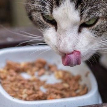 Pet owners who force their cats to be vegan could risk breaking the law