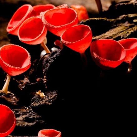 Complex life may only exist because of millions of years of groundwork by ancient fungi