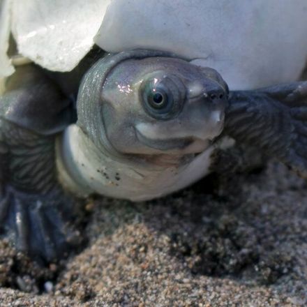 A Turtle With a Permanent Smile Was Brought Back From Near Extinction