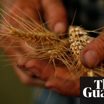 Scientists sequence wheat genome in breakthrough once thought 'impossible'