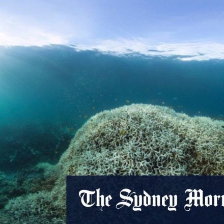 Barrier Reef doomed as up to 99% of coral at risk, report finds