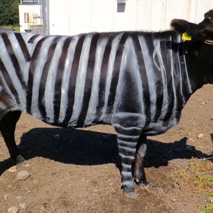 Painting zebra stripes on cattle discourages biting flies, new study says