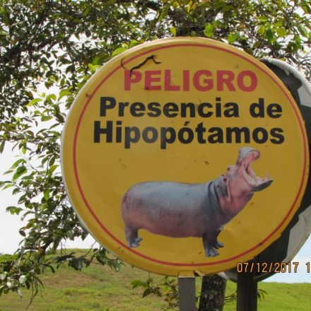 Pablo Escobar's Pooping Hippos Are Polluting Colombia's Lakes