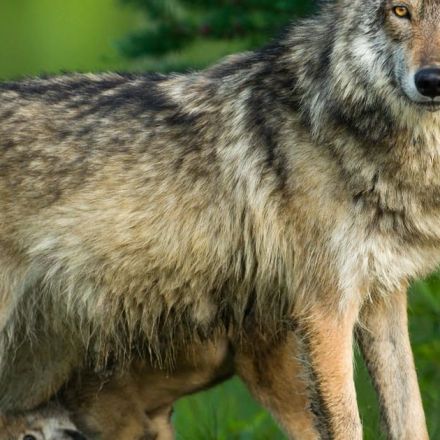 Biden supports end to wolf protections — here's why activists are worried