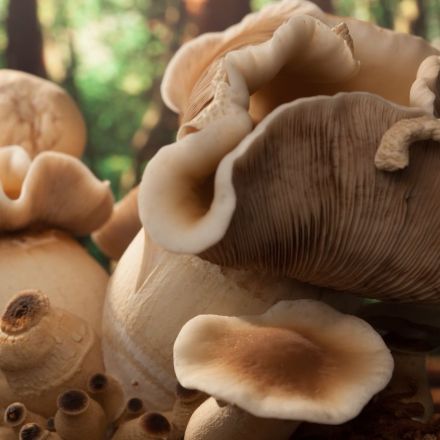 Fungi will be found on other planets says top mushroom expert: "Matter begets life"