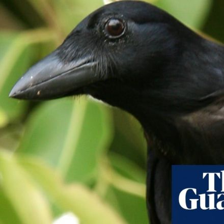 Swedish firm deploys crows to pick up cigarette butts