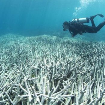 Scientists grow baby coral on Barrier Reef