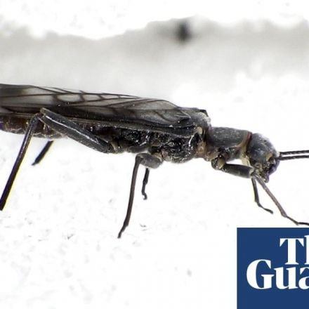 Insect numbers down 25% since 1990, global study finds