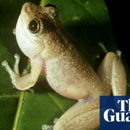 Australia’s mountain mist frog declared extinct as red list reveals scale of biodiversity crisis