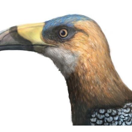 Dinosaur-era bird with scythe-like beak sheds light on avian diversity