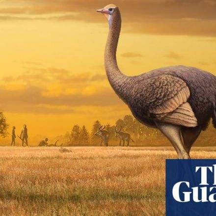Half-tonne birds may have roamed Europe at same time as humans