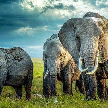 How elephants may offer clues to cancer resistance