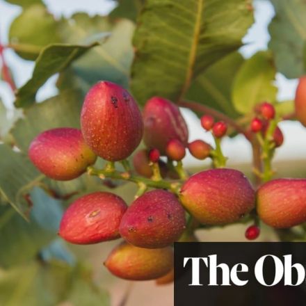 ‘Green gold’: Spanish farmers ditch olives for pistachios in bid to survive