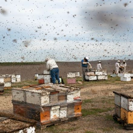 The Super Bowl of Beekeeping