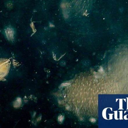 Cutting the food chain? The controversial plan to turn zooplankton into fish oil