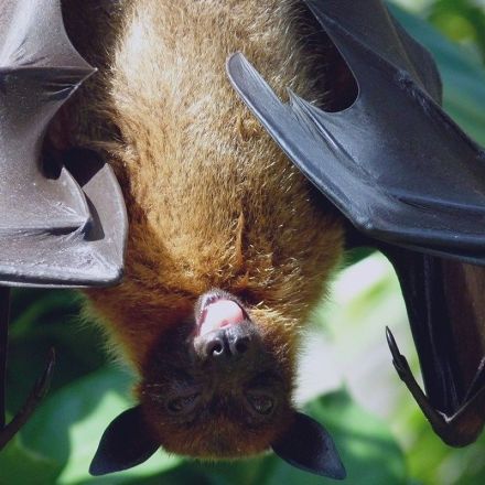 Bats’ brains sync when they socialize