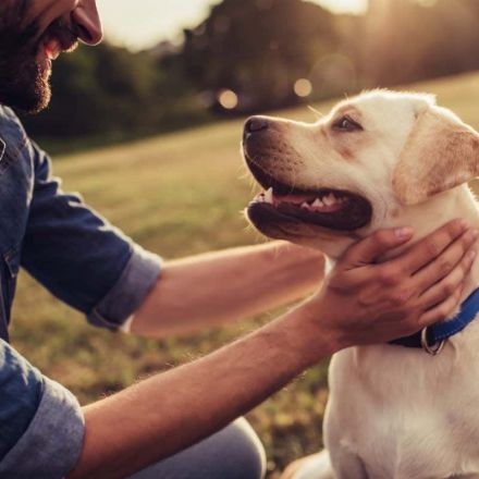 Dogs have two gene mutations that explain why they are friendly