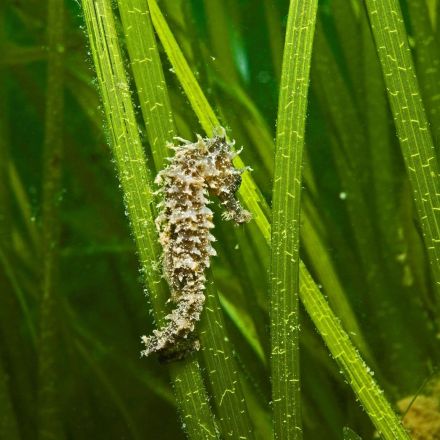 Marine heatwave set off 'carbon bomb' in world's largest seagrass meadow