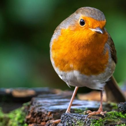 Encounters with birds linked to improved mental wellbeing for up to approximately 8 hours