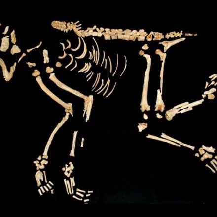 A p﻿et monkey was buried some 4,000 years ago with same rites as humans