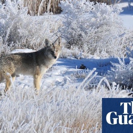Trump administration authorizes 'cyanide bombs' to kill wild animals