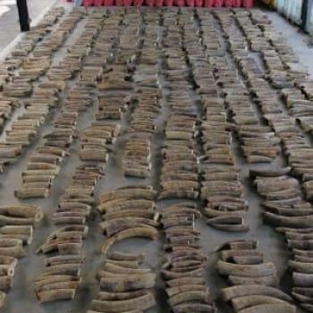 Singapore seizes record haul of smuggled elephant ivory