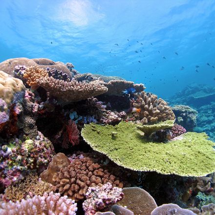 Trump is wiping out the world's coral reef and small islands and we're not doing anything to stop it
