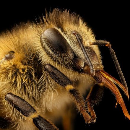 What Is It Like to Be a Bee?