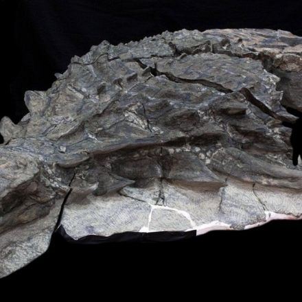 A Dinosaur So Well Preserved It Looks Like a Statue
