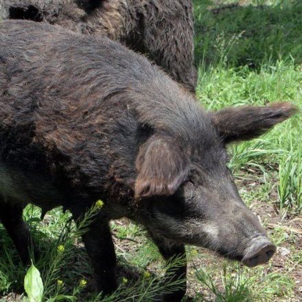 Nuclear weapons testing cause of radioactivity in wild boars, study says
