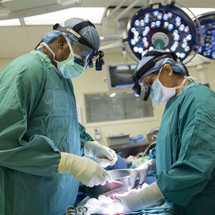 Antibody Shows Promise for Preventing Organ Rejection After Transplantation