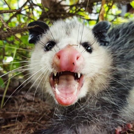 Top 7 Amazing Opossum Facts!!
