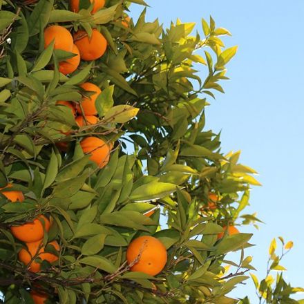 Spraying diseased citrus orchards with antibiotics could backfire