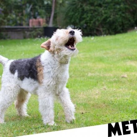 Dog owners face £1,000 fine if their pets won't stop barking