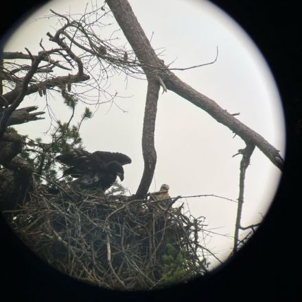 An eagle snatched a baby hawk for dinner, then ended up adopting it  | CBC Radio