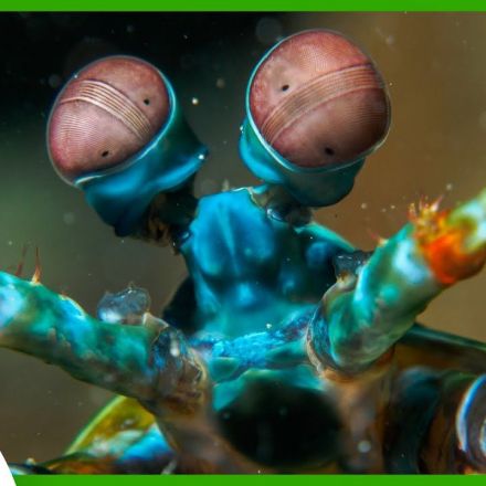 Seeing Like Mantis Shrimp to Spot Cancer